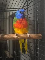 Mooie roodborst splendid man (25), Dieren en Toebehoren, Mannelijk, Parkiet