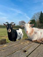 Gecastreerde Dwerggeitjes, Dieren en Toebehoren, Mannelijk, Geit, 3 tot 5 jaar