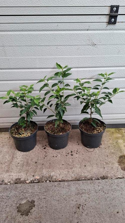 Portugese laurier 25/35 cm groenblijvende haag