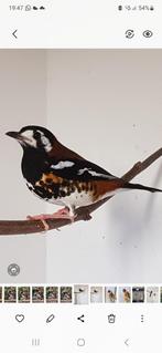 Kastanjeruglijsters, Dieren en Toebehoren, Vogels | Overige Vogels, Meerdere dieren, Wildzangvogel, Geringd