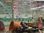 Neolamprologus Tretocephalus Tanganyika Cichliden, Dieren en Toebehoren, Vissen | Aquariumvissen, Vis, Zoetwatervis