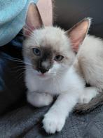 Snowshoe katertje, Kater, Ontwormd, 0 tot 2 jaar