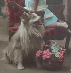 fr 1920 meisje met hond Sheltie sheepdog hand colored kaart, Ophalen of Verzenden, Voor 1920, Gelopen, Overige thema's