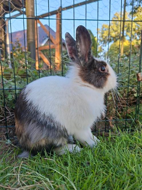 Lief jong leeuwenkop konijntje, mannetje, Dieren en Toebehoren, Konijnen, Mannelijk