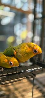 Zonparkiet 2025, Meerdere dieren, Parkiet, Tam