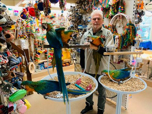 jonge aras in vele soorten & kleuren, Dieren en Toebehoren, Vogels | Parkieten en Papegaaien, Papegaai, Meerdere dieren, Pratend