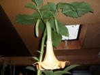 Brugmansia Geel, Vaste plant, Halfschaduw, Zomer, Ophalen