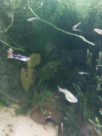 Santa maria bleeding heart endler guppy  beschikbaar voor biedingen