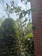 Rozen struik witte rozen 220 hoog, Tuin en Terras, Ophalen, Volle zon, Overige soorten