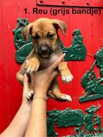 Stafford x herder pups te koop, Overige rassen, 8 tot 15 weken, Meerdere, Meerdere dieren