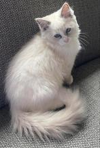 Super mooi Ragdoll poesje 15 weken, Dieren en Toebehoren, Katten en Kittens | Raskatten | Langhaar, Poes, Ontwormd