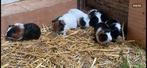 Jonge cavia’s driekleur, Dieren en Toebehoren, Knaagdieren, Juli, Meerdere dieren, Cavia