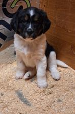 Te koop, lieve gesocialiseerd friese stabij pups, Dieren en Toebehoren, Honden | Niet-rashonden, Rabiës (hondsdolheid), 8 tot 15 weken