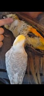 Super Tamme lieve aanhankelijke Caique waarschijnlijk popje, Dieren en Toebehoren, Vogels | Parkieten en Papegaaien, Geslacht onbekend