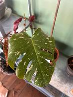 monstera adansonii variegata, Huis en Inrichting, Kamerplanten, Ophalen of Verzenden, Overige soorten, Minder dan 100 cm