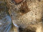 Rattus norvegicus Kleur Rat, Meerdere dieren, Rat, Na 1 juli 2024