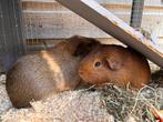 Cavia broertjes te koop van 1 jaar oud., Dieren en Toebehoren, Knaagdieren, Oktober, Mannelijk, Cavia