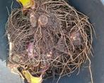 Rhizomen / Wortelstokken / Knollen Canna Musafolia!, Ophalen, Knol