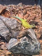 Smaragd stekelleguaan koppel, Dieren en Toebehoren, Reptielen en Amfibieën, Hagedis