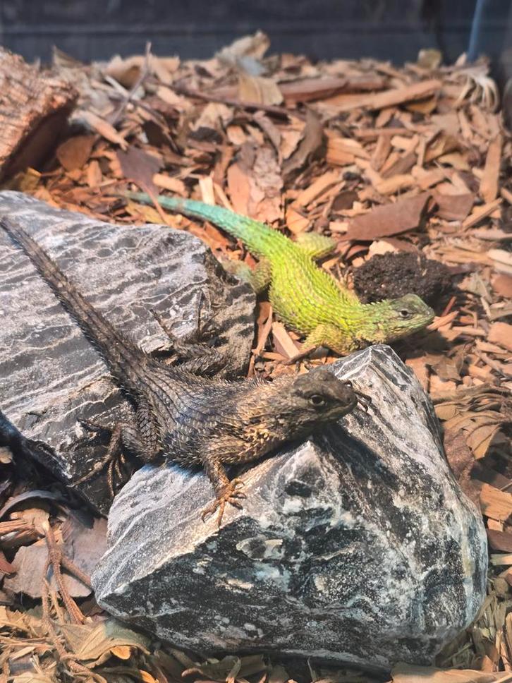 Smaragd stekelleguaan koppel, Dieren en Toebehoren, Reptielen en Amfibieën, Hagedis