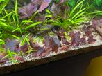Nymphaea zenkeri, tijgerlotus aquariumplanten, Ophalen, Plant(en), Steen of Hout