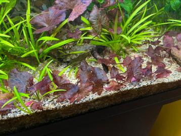 Nymphaea zenkeri, tijgerlotus aquariumplanten beschikbaar voor biedingen