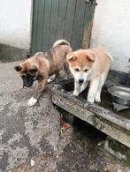 Akita pups, Dieren en Toebehoren, Honden | Poolhonden, Keeshonden en Oertypen, 8 tot 15 weken, Poolhond, Meerdere, Meerdere dieren