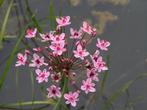 planten voor de vijver ,zuurstof planten, waterlelie,, Ophalen of Verzenden, Zomer, Vijverplanten, Volle zon