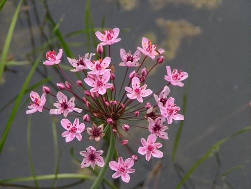 planten voor de vijver ,zuurstof planten, waterlelie,, Tuin en Terras, Planten | Tuinplanten, Vijverplanten, Volle zon, Zomer
