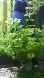 Aquariumplant, Dieren en Toebehoren, Vissen | Aquaria en Toebehoren, Ophalen of Verzenden, Nieuw, Plant(en), Steen of Hout