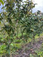 Mispel 'Bredase Reus' Laagstam - Direct Fruit!, Tuin en Terras, Ophalen