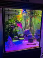 Spoed gratis vissen, Dieren en Toebehoren, Ophalen, Zo goed als nieuw, Gevuld zoetwateraquarium