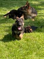 Duitse herder pups, Dieren en Toebehoren, CDV (hondenziekte), 8 tot 15 weken, Teef, Meerdere