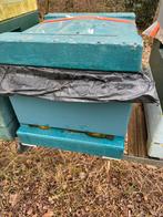 Bijenkast met Buckfast volk, Bijen