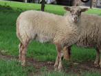 Zeer unieke ouessant x schoonebeker rammen!, Dieren en Toebehoren, Mannelijk, Schaap