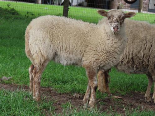 Zeer unieke ouessant x schoonebeker rammen!, Dieren en Toebehoren, Schapen, Geiten en Varkens, Schaap, Mannelijk