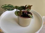 Plant inclusief gouden pot van keramiek, Ophalen, Overige soorten, Minder dan 100 cm