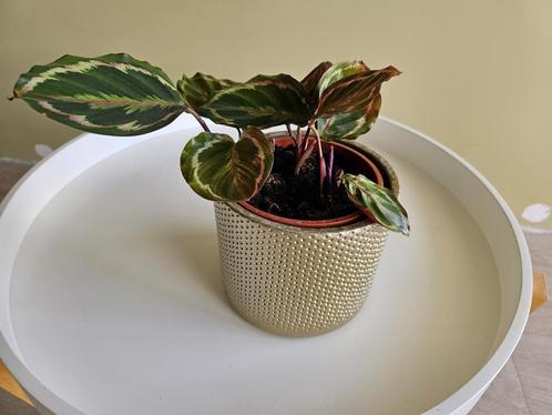 Plant inclusief gouden pot van keramiek, Huis en Inrichting, Kamerplanten, Overige soorten, Minder dan 100 cm, Ophalen