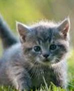 Kitten, Dieren en Toebehoren, Ophalen of Verzenden