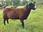 Zwartbles stamboek dekram, ramlam, ram, fokram, Dieren en Toebehoren, Schapen, Geiten en Varkens, Mannelijk, Schaap, 0 tot 2 jaar