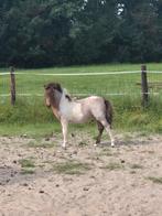 Bruinroan-bont veulen, Zwartroan en Bruinroan merries, Dieren en Toebehoren, Pony's, Niet van toepassing, 0 tot 2 jaar, A pony (tot 1.17m)