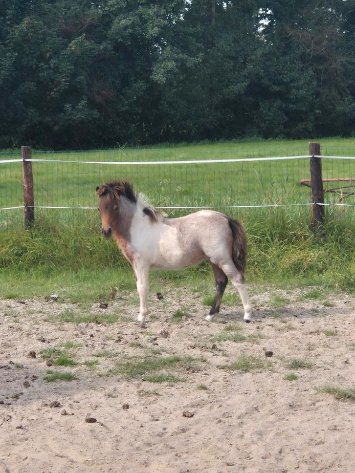 Bruinroan-bont shetlander merrieveulen, Dieren en Toebehoren, Pony's, Meerdere dieren, Niet van toepassing, A pony (tot 1.17m)