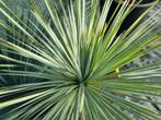 Yucca rostrata blauwe winterharde Yucca, Tuin en Terras, Ophalen, Overige soorten, Volle zon