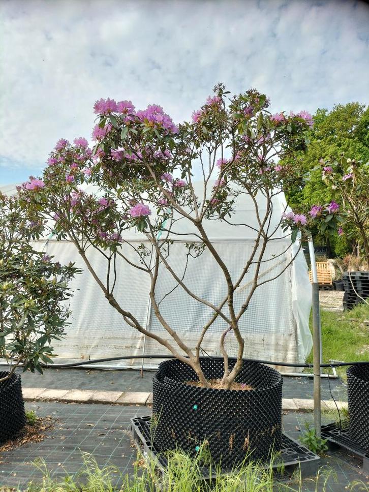 Rhododendrons verschillende maten en kleuren, Tuin en Terras, Planten | Bomen, Overige soorten, 100 tot 250 cm, Volle zon, Zomer
