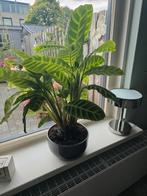 "Calathea" 2 stuks, Ophalen of Verzenden, Overige soorten, Minder dan 100 cm