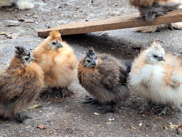 USA Zijdehoender krielkippen en kuikens, Dieren en Toebehoren, Pluimvee, Kip, Meerdere dieren