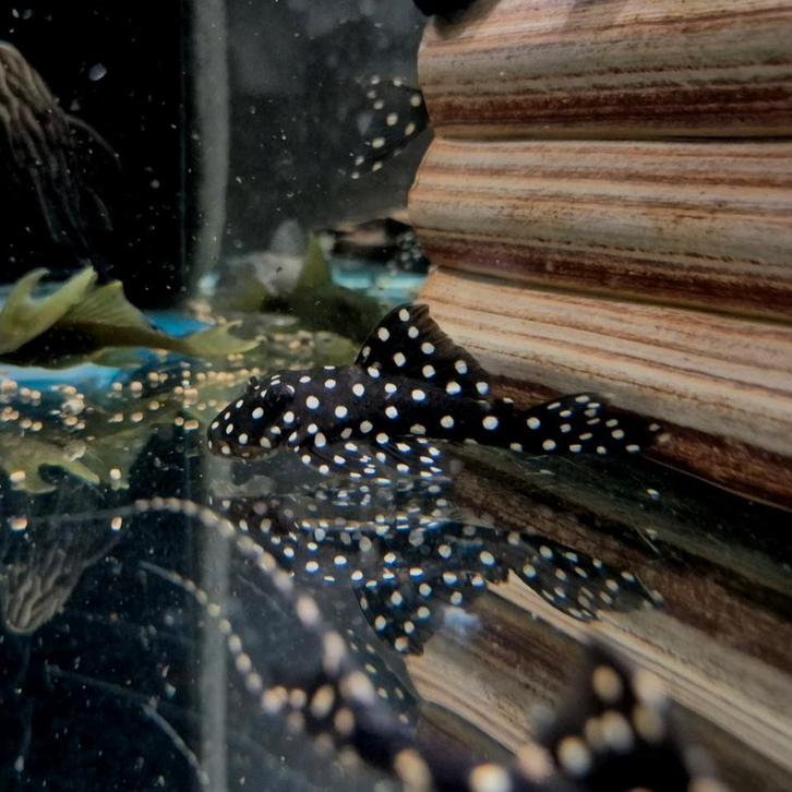L142 snowbal pleco, Dieren en Toebehoren, Vissen | Aquariumvissen, Vis