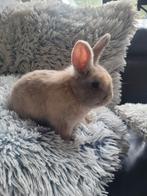 Jonge leeuwenkop konijntjes 3stuks, Dieren en Toebehoren, Konijnen, Meerdere dieren, Dwerg