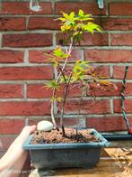 Japanse Esdoorn Bonsai Japanese Acer, Tuin en Terras, Planten | Bomen, Ophalen, Bloeit niet, Halfschaduw, Overige soorten