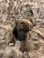 Nog 2 Prachtige cane corso pups beschikbaar, Dieren en Toebehoren, Rabiës (hondsdolheid), Overige rassen, 8 tot 15 weken, Meerdere